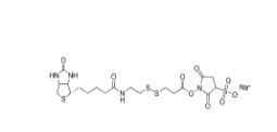 325143-98-4        Sulfo-NHS-SS-biotin，Sulfo-NHS-SS-Biotin sodium	        生物素-二硫鍵-磺酸-琥珀酰亞胺酯	