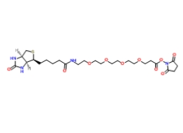 459426-22-3；（+）-Biotin-PEG4-NHS Ester；生物素-四聚乙二醇-NHS 酯