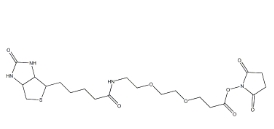 596820-83-6，Biotin-PEG2-NHS ester，9-(生物素氨基)-4,7-二氧雜壬酸N-琥珀酰亞胺酯
