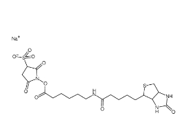 127062-22-0，Sulfo NHS LC Biotin，生物素酰氨基己酸-3-磺酸基-N-羥基琥珀酰亞胺酯	