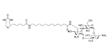[CAS 419573-20-9]，N-Biotinyl-12-aminododecanoyltobramycin Amide 