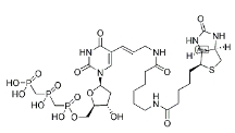[CAS 1221498-88-9]，Biotin-11-dUTP 