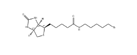 生物素5-溴戊酰胺、1217605-72-5、BIOTIN 5-BROMOPENTYLAMIDE