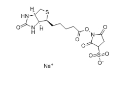 Biotin 3-sulfo-N-hydroxysuccinimide ester sodium salt、119616-38-5、生物素 3-磺酸基-N-羥基琥珀酰亞胺鈉鹽