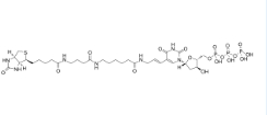 Biotin-16-dUTP，86303-26-6