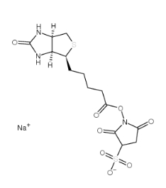 蛋白標(biāo)記用 Biotin Sulfo-Osu	    119616-38-5	            生物素 3-磺酸基-N-羥基琥珀酰亞胺鈉鹽