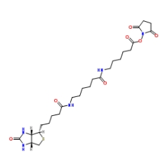Biotin-AC5-AC5-OSU； 89889-52-1；生物素氨基己酸氨基己酸琥珀酰亞胺酯	