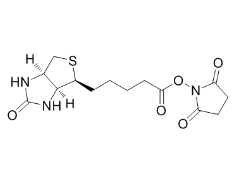 N-Succinimidyl D-Biotinate；35013-72-0；(+)生物素-N-琥珀酰亞胺基酯