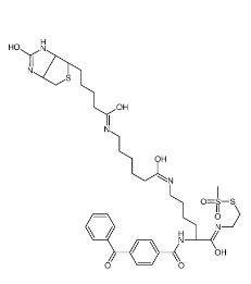 甲基硫代磺酸2-[Nα-苯甲?；郊柞０被?N6-（6-生物素氨基己酰基）-L-賴氨酰胺基]乙基；910036-44-1 