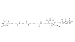 Biotin-16-dUTP，86303-26-6
