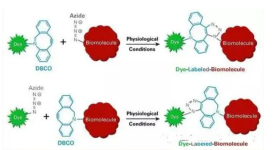 FITC標(biāo)記的DBCO-PD-L1；熒光素標(biāo)記的二苯并環(huán)辛炔和PD-L1適體