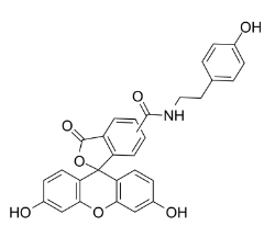 210236-90-1，F(xiàn)luorescein Tyramide，F(xiàn)ITC-Tyramide，熒光素酪胺